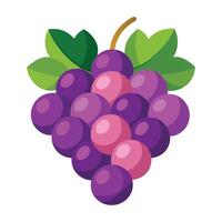 Grapes with green stem and vibrant purple clustered berries vector