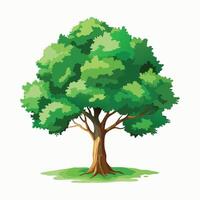 Realistic green tree with full foliage on white background vector
