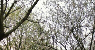 The Serene and Peaceful Canopy Comprising Lush Branches and a Vast, Clear Sky Above video