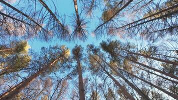 Photograph - looking up at the sky in a forest by jimmy kirk video