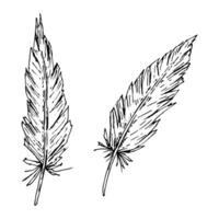 illustration of two hand-drawn feathers in rustic black and white style. Great for boho wedding invitations, tribal-inspired projects, natural branding, and ethnic textile patterns. vector