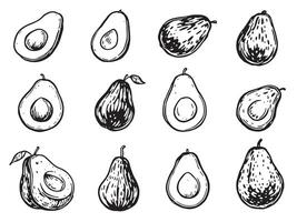 A set of different avocado slices drawn in black ink vector