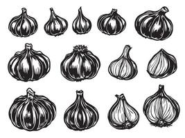 Garlic cloves and bulbs in different shapes and sizes vector