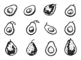 A set of different avocado slices and slices vector