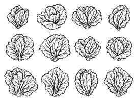 A set of different types of lettuce leaves vector