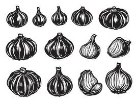 Garlic cloves and bulbs in different stages of growth vector