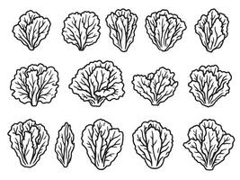 Lettuce leaf icons set of different types of lettuce leaves vector