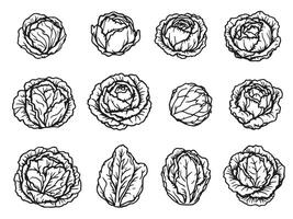A set of different types of cabbage vector