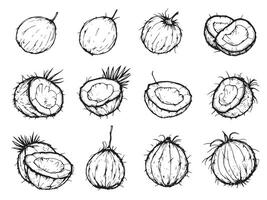 A set of different coconut fruits drawn in black ink vector