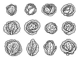 A set of different types of cabbage leaves vector