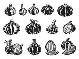 Various types of garlic on a white background vector