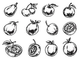 A set of fruit drawn in black ink vector