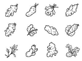 A set of different types of vegetables and herbs vector