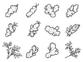 A set of hand drawn illustrations of various types of herbs vector