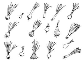 A set of drawings of various types of onions vector