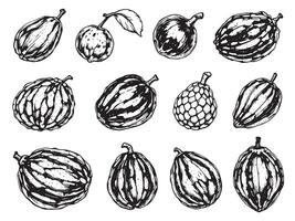 Hand drawn cocoa beans and nuts on white background vector