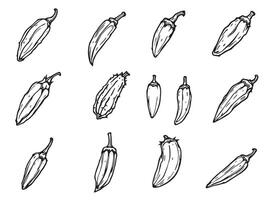 A set of different peppers in different stages of growth vector