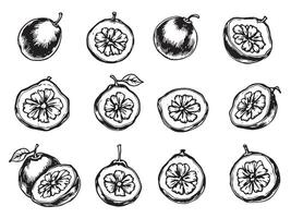 Sketch of fruit and vegetables, including a grapefruit, a peach, a plum, vector