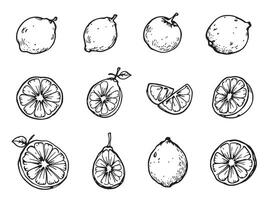 A set of hand drawn lemon slices vector
