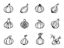 A set of different types of garlic vector
