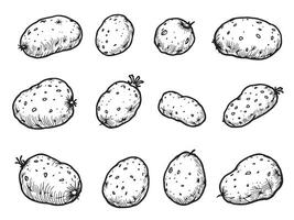 A set of potatoes in various stages of growth vector