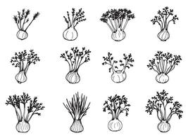 A set of hand drawn illustrations of different types of herbs vector