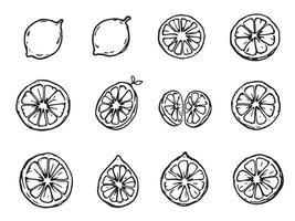 A set of lemon slices and slices drawn in black and white vector