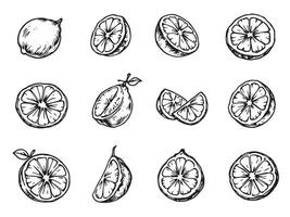 Sketch of lemon slices and slices of lemon vector