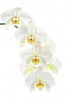Elegant white orchids gracefully cascading in serene light creating a tranquil ambiance photo