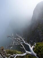 Mysterious fog envelops a rugged cliff as a lone tree bends in the wind at dawn photo