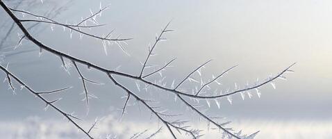 Branch with many small limbs covered with crystalline frost photo
