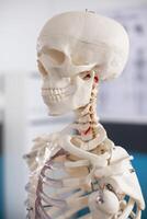Close-up of human skeleton skull in unoccupied doctors office, showing intricate bone structure, prepared for orthopedic diagnostics. Side profile of skeletal structure of human head in medical room. photo