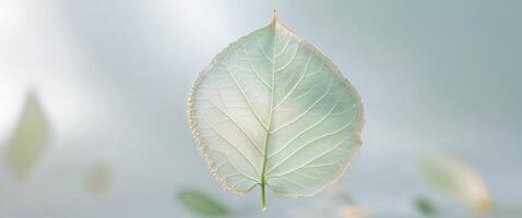 A leaf is floating in the air with a blurry background photo