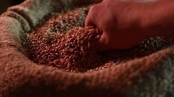 Sack of Wheat in a Farm Setting video