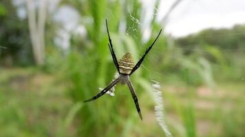 Macro close up of St Andrews Cross Spider on Web with Green Natural Background video