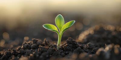 Tender sprout emerging from fertile soil bathed in warm sunlight symbolizing hope and new beginnings in nature photo