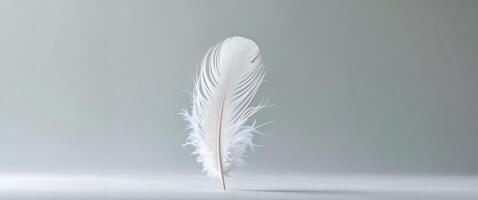 Single White Feather on a Light Gray Background. photo