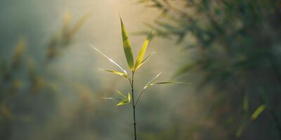 Sunlit Bamboo Leaf with Soft Glow in Nature Background. photo