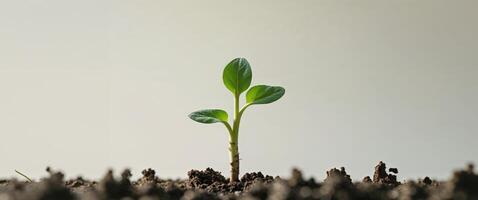 Green Sprout Growing in Soil Representing New Beginnings and Growth. photo
