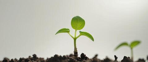 Green Sprout Growing in Soil Representing New Beginnings and Growth photo