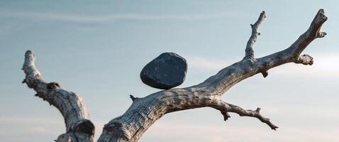 A rock sits on top of a dead tree photo