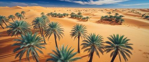 Aerial View of Palm Tree Oasis in Sandy Desert Landscape. photo