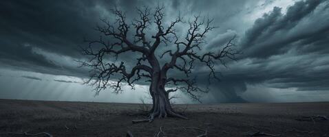 a dead tree in a field with a stormy sky in the background photo