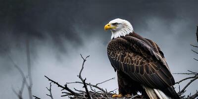 An eagle sits on top of a nest in the fog photo