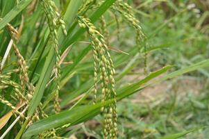 Close-up of green paddy rice selectif focus photo