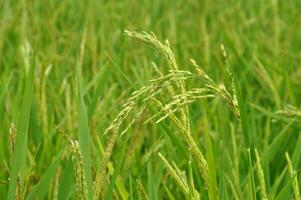 Close-up of green paddy rice on field photo
