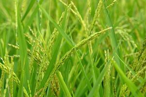 Close-up of young green paddy rice photo