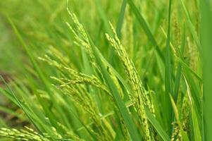 Close-up of green paddy rice photo