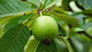 Guava Hanging on a Tree Branch photo