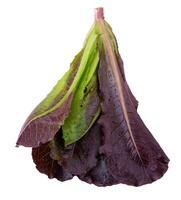 Red Leaf Lettuce isolated on a white background photo